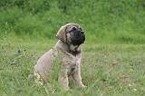 MASTIFF 034